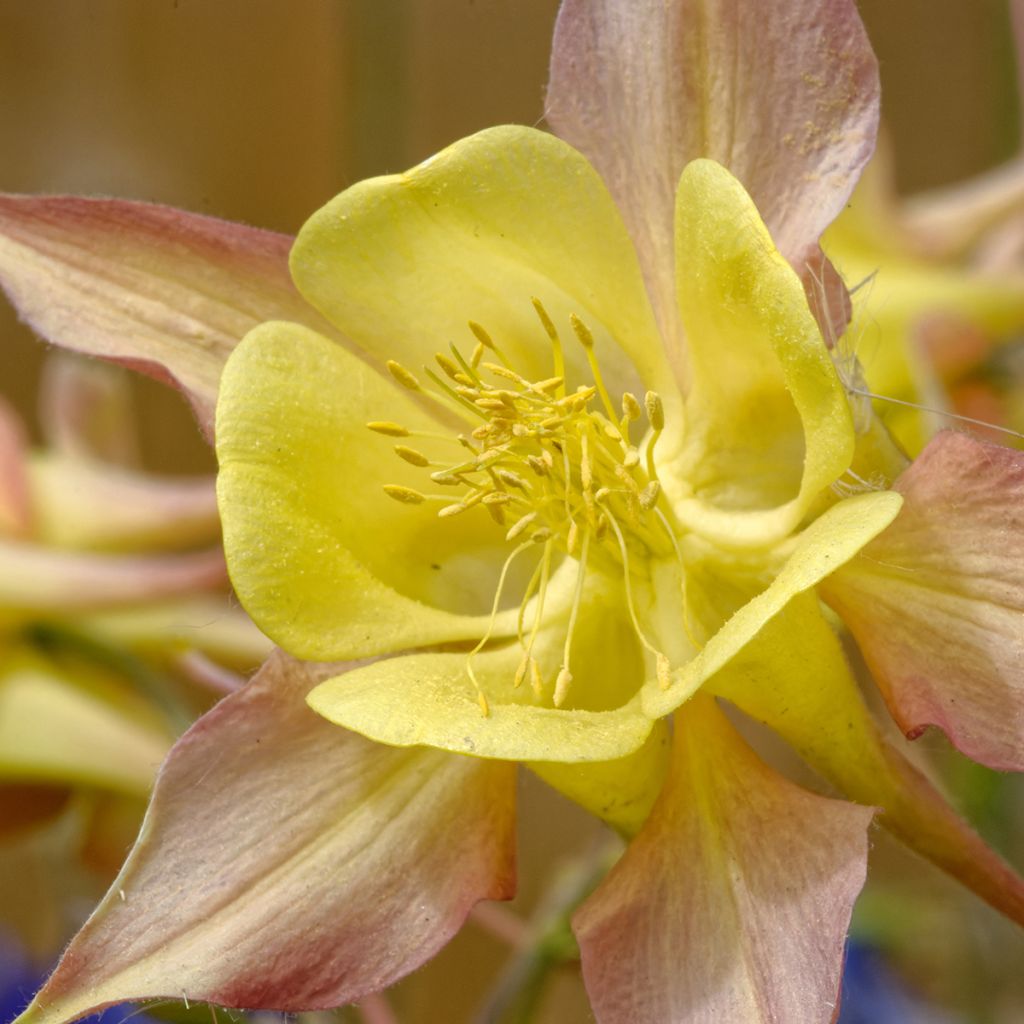 Kulta-akileija Yellow Queen