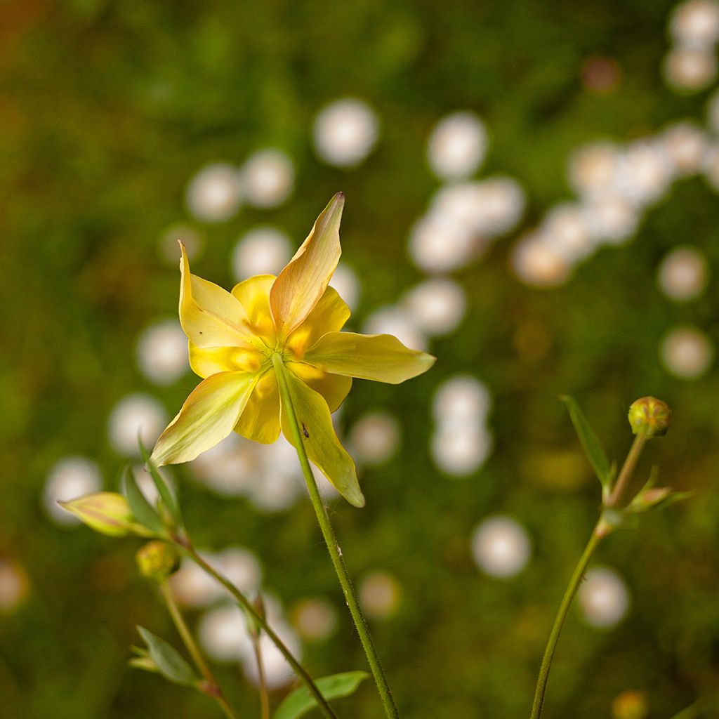 Kulta-akileija Yellow Queen