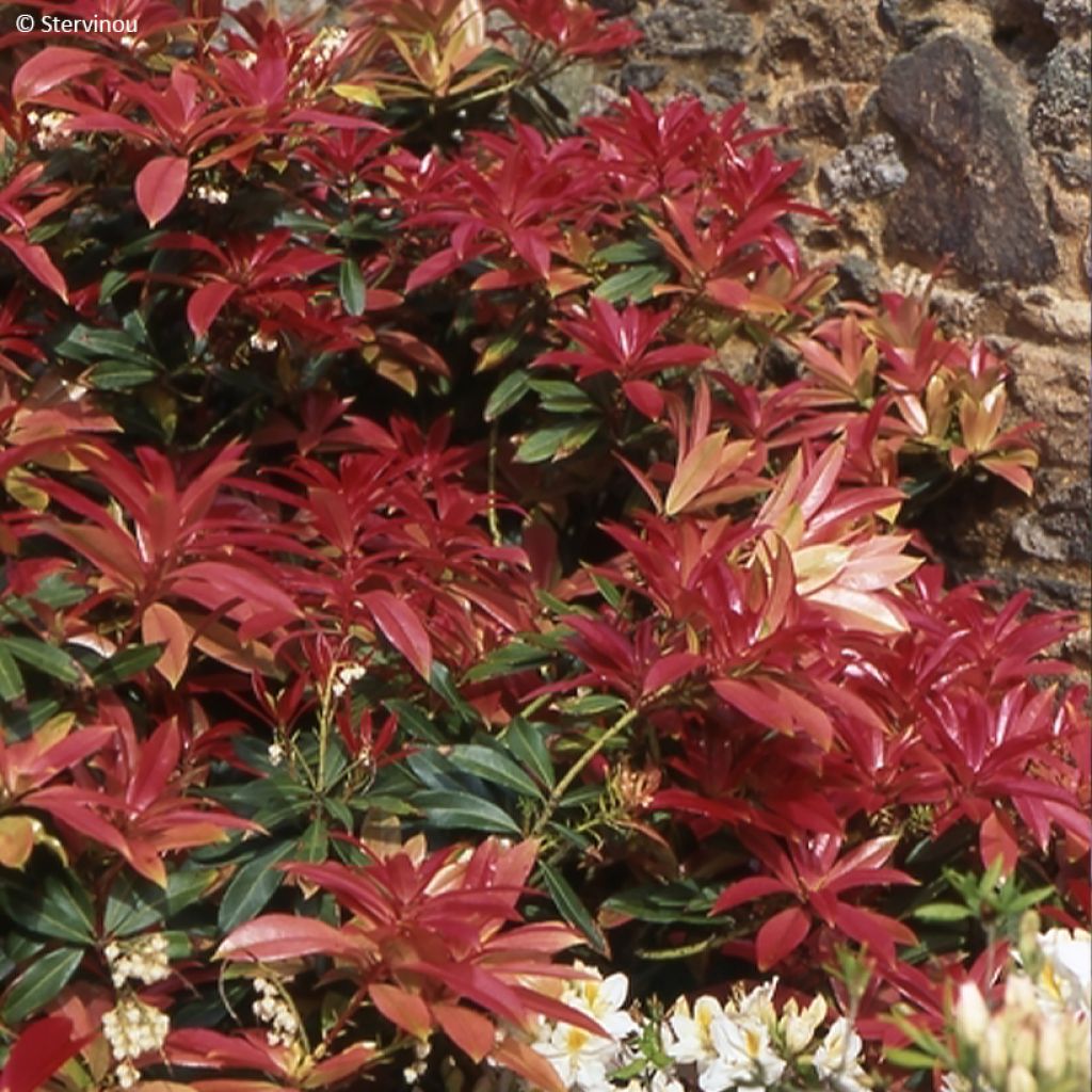 Kellovaivero - Pieris formosa var. forrestii