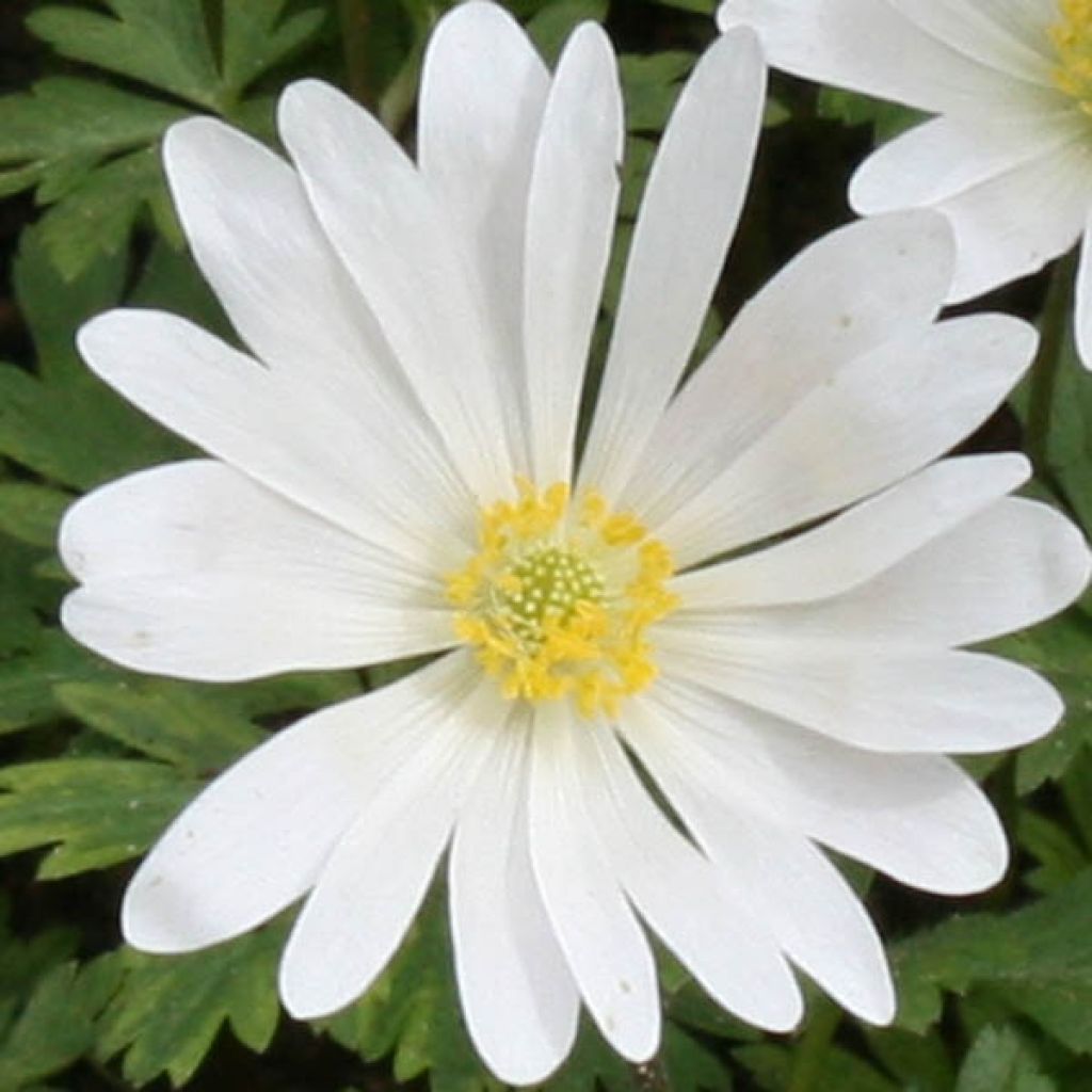 Balkaninvuokko White Splendour