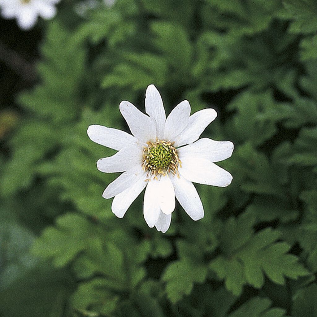 Apenniinienvuokko Alba