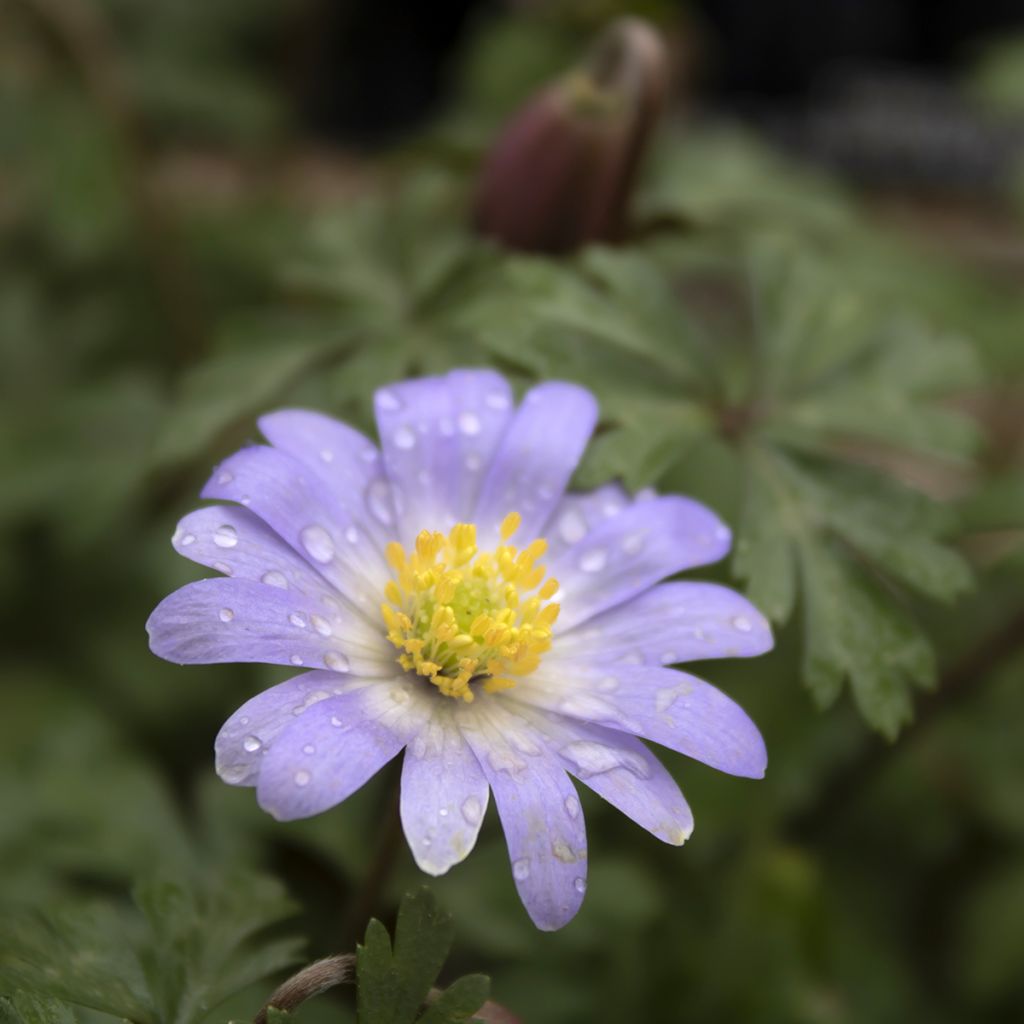 Balkaninvuokko Blue Splendour