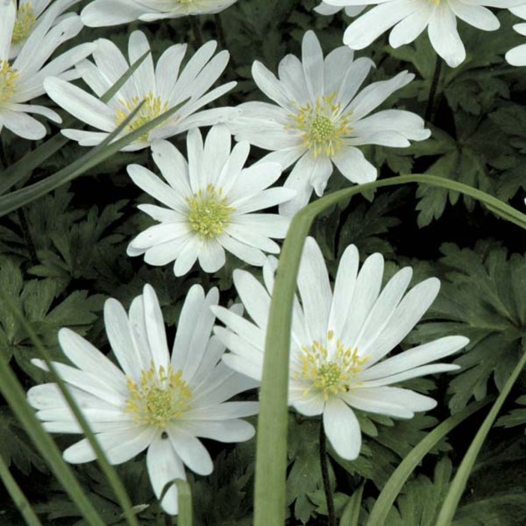 Balkaninvuokko White Splendour