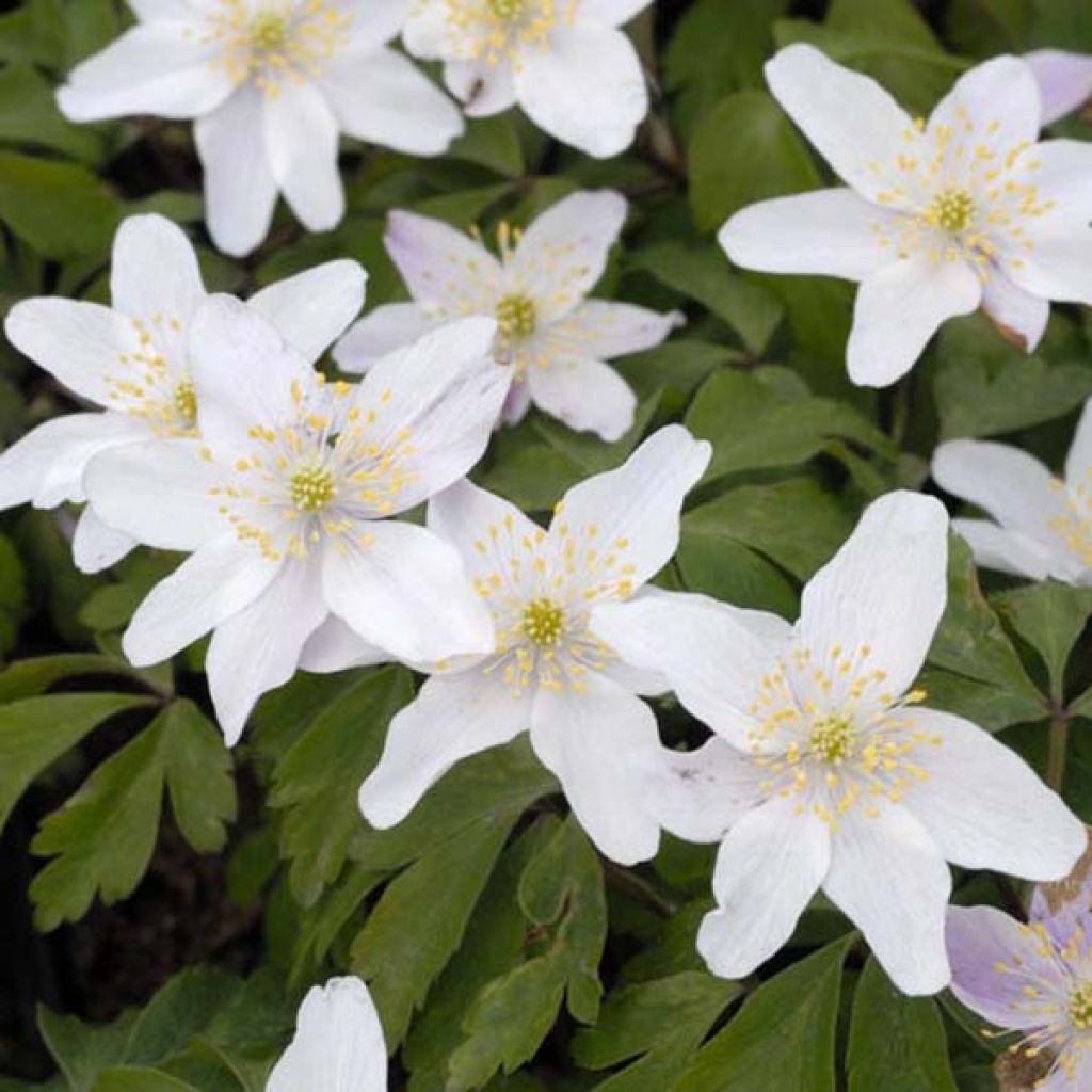Valkovuokko - Anemone nemorosa