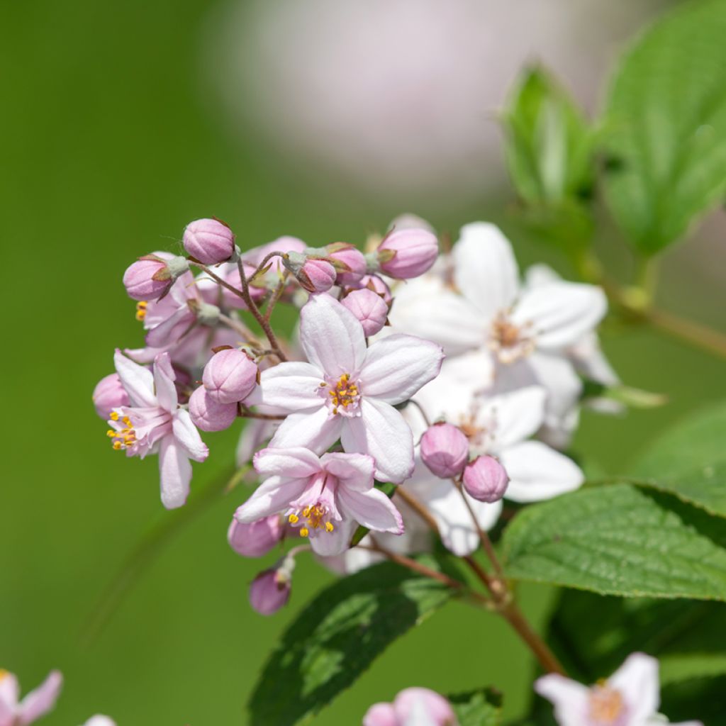 Nietospensas Mont Rose
