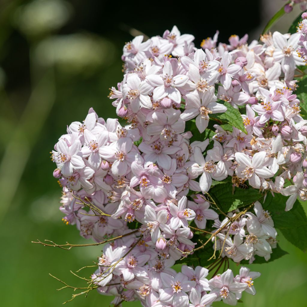 Nietospensas Mont Rose
