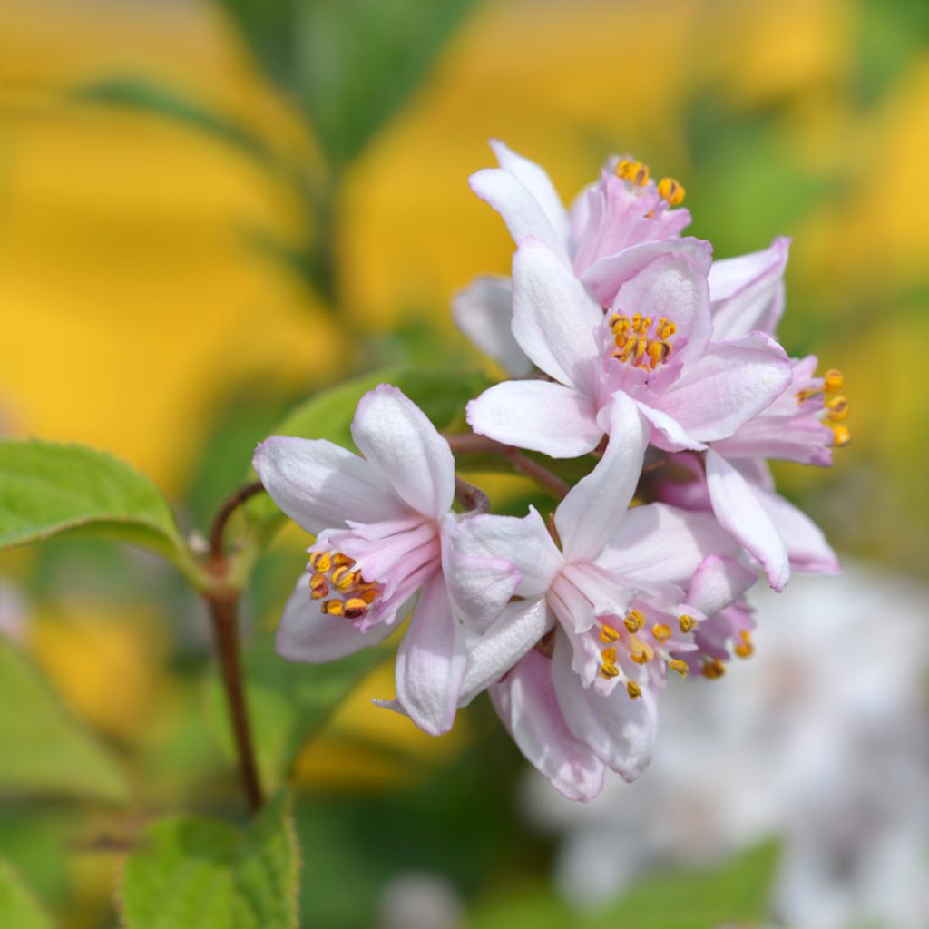 Nietospensas Mont Rose