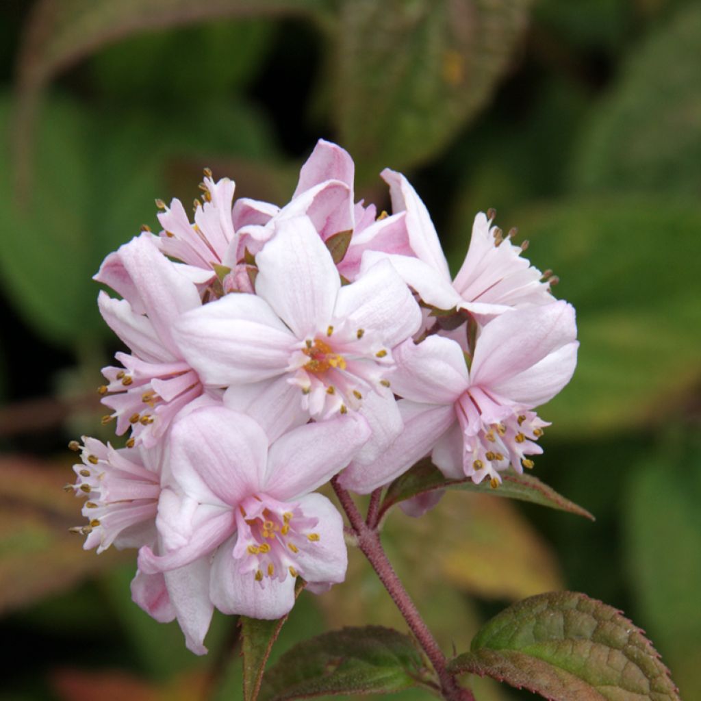 Nietospensas Mont Rose