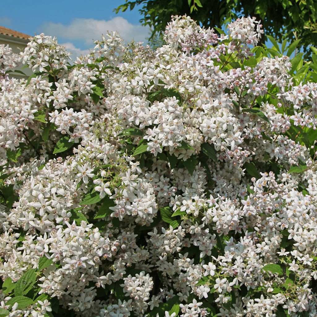 Nietospensas Mont Rose