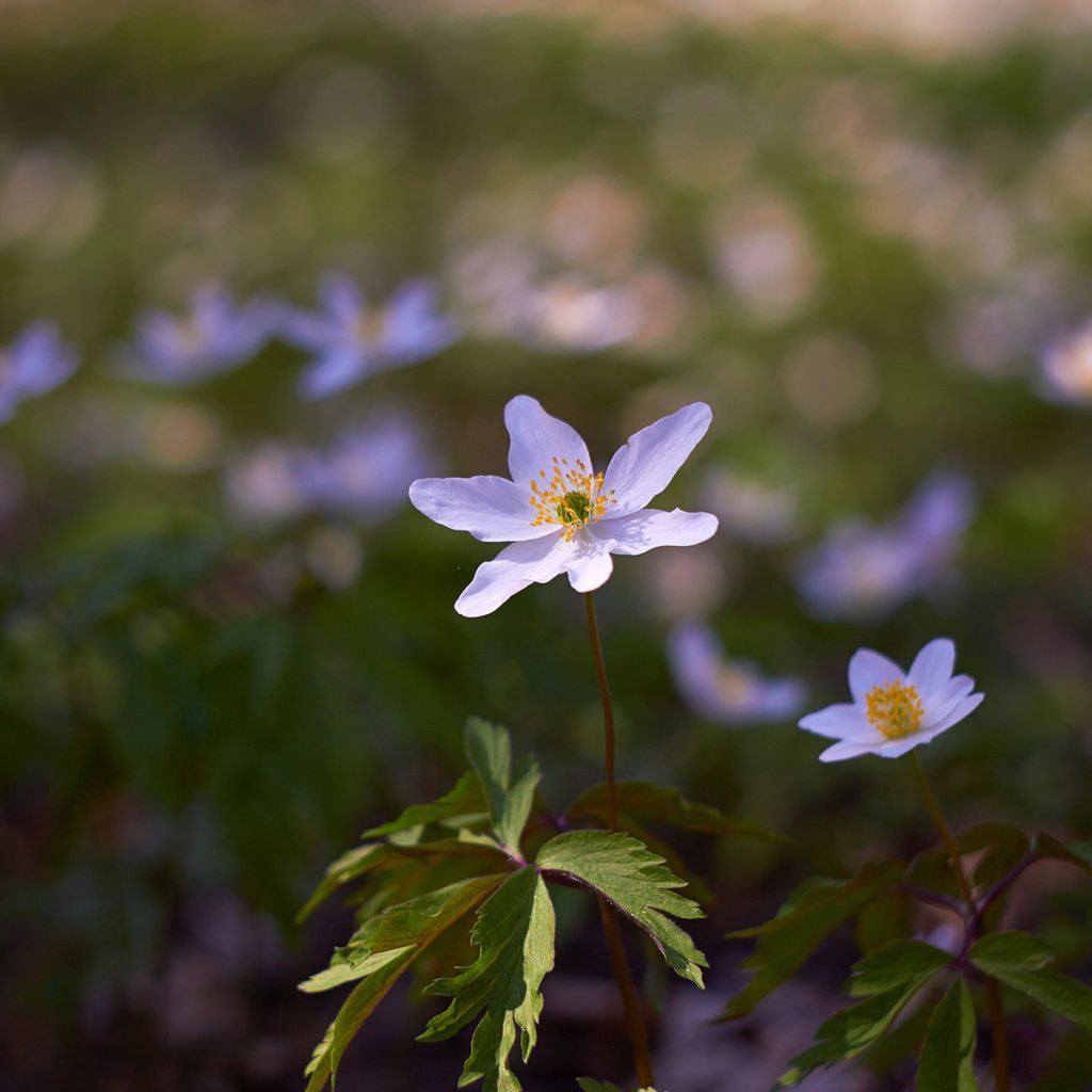 Valkovuokko Robinsoniana