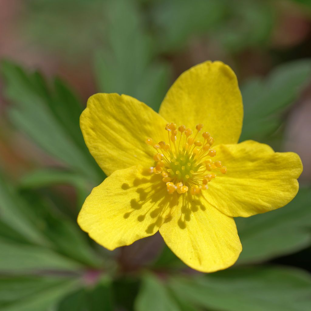 Keltavuokko - Anemone ranunculoides