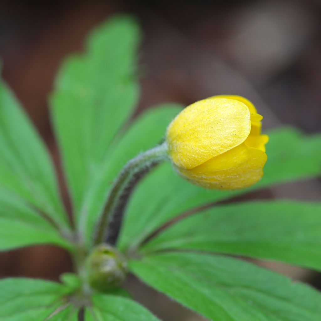 Keltavuokko - Anemone ranunculoides