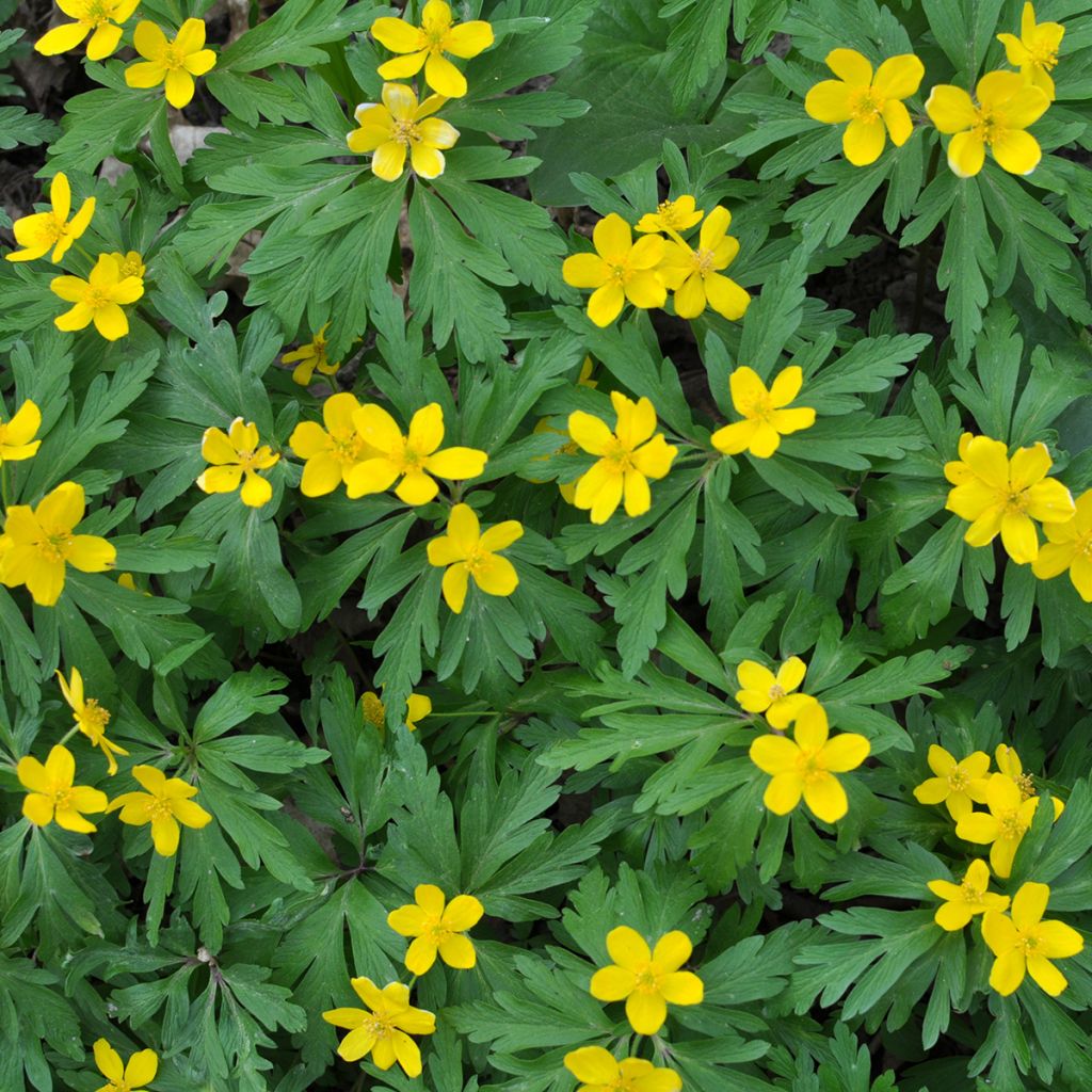 Keltavuokko - Anemone ranunculoides