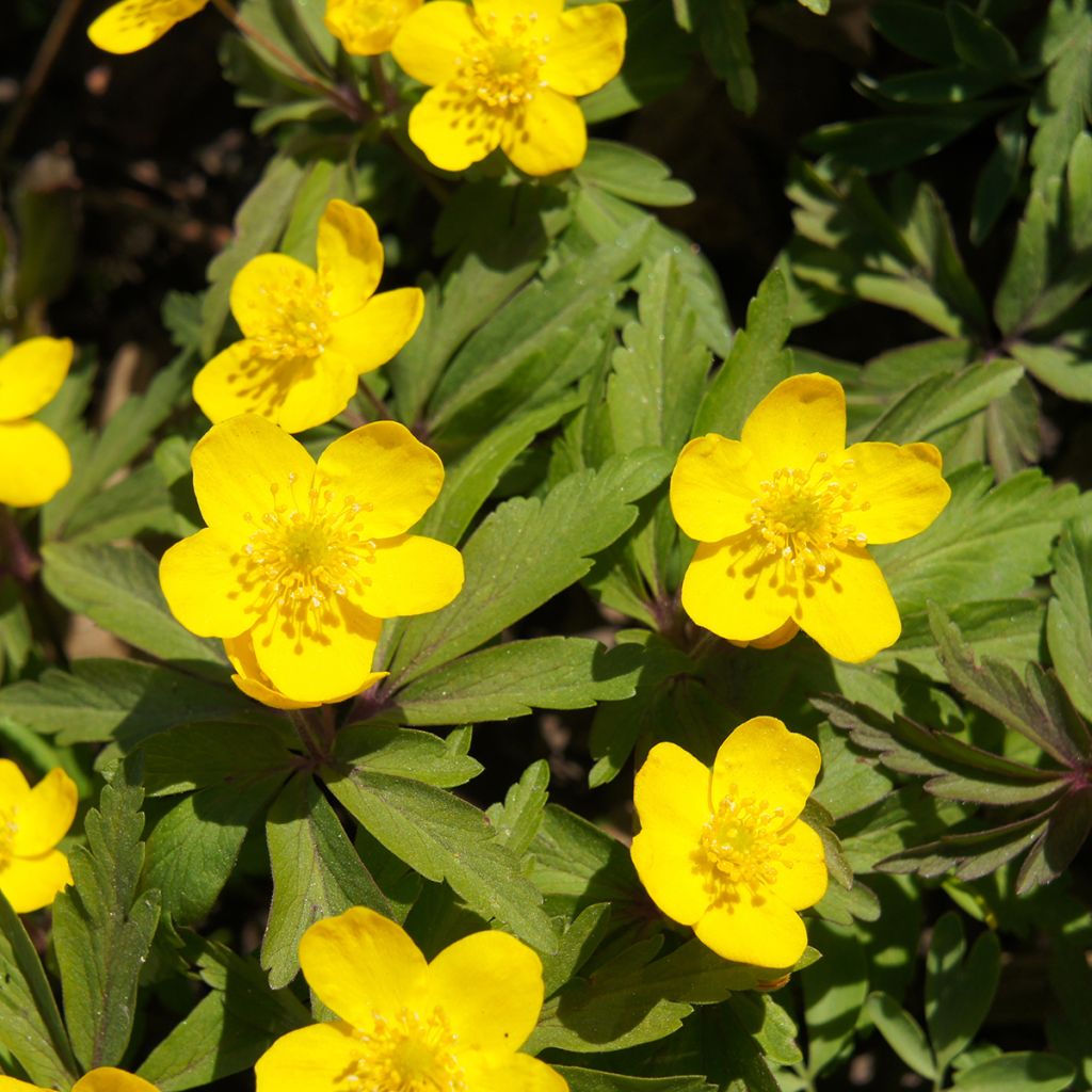 Keltavuokko - Anemone ranunculoides