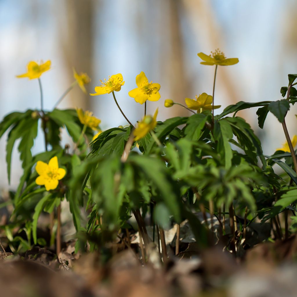 Keltavuokko - Anemone ranunculoides