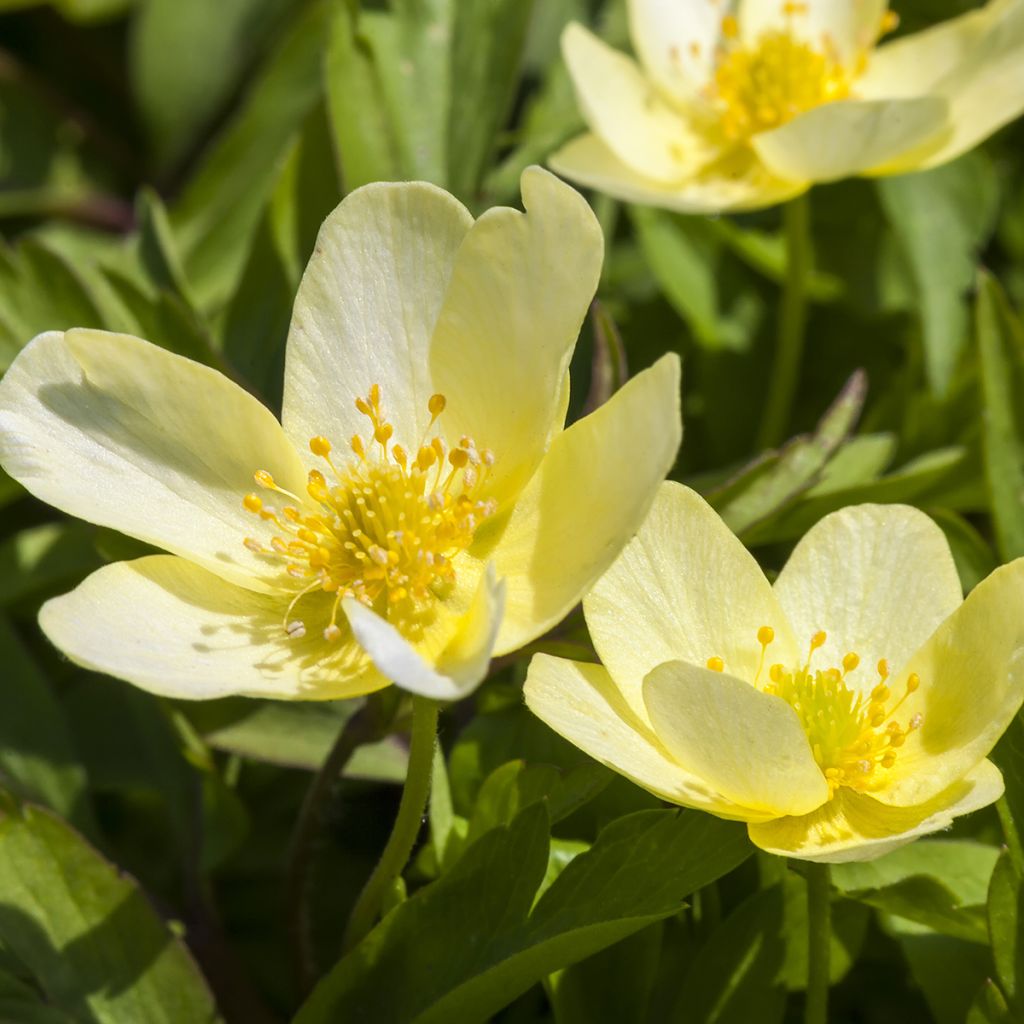 Keltavuokko - Anemone nemorosa x ranunculoides