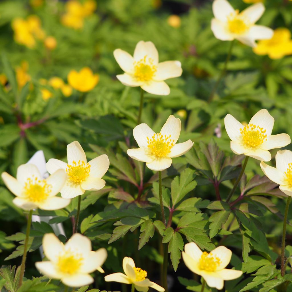 Keltavuokko - Anemone nemorosa x ranunculoides