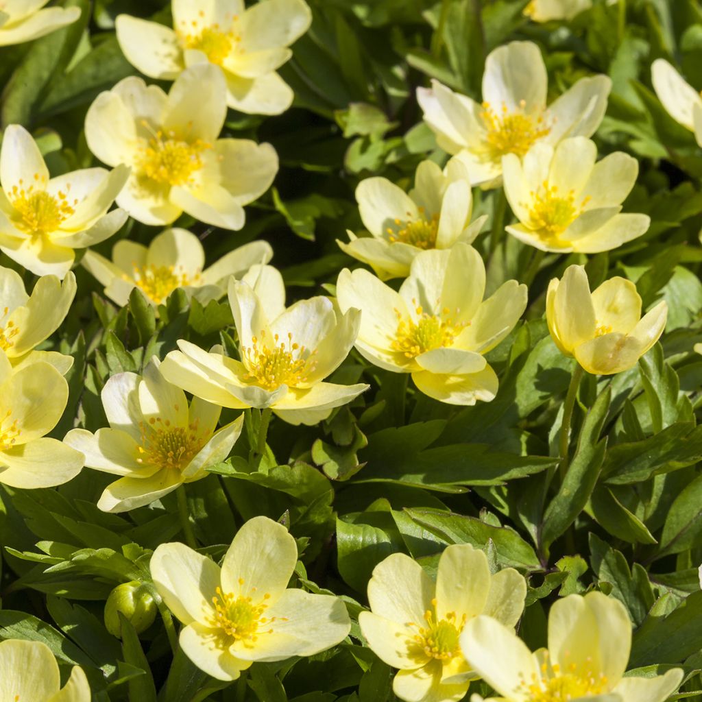 Keltavuokko - Anemone nemorosa x ranunculoides
