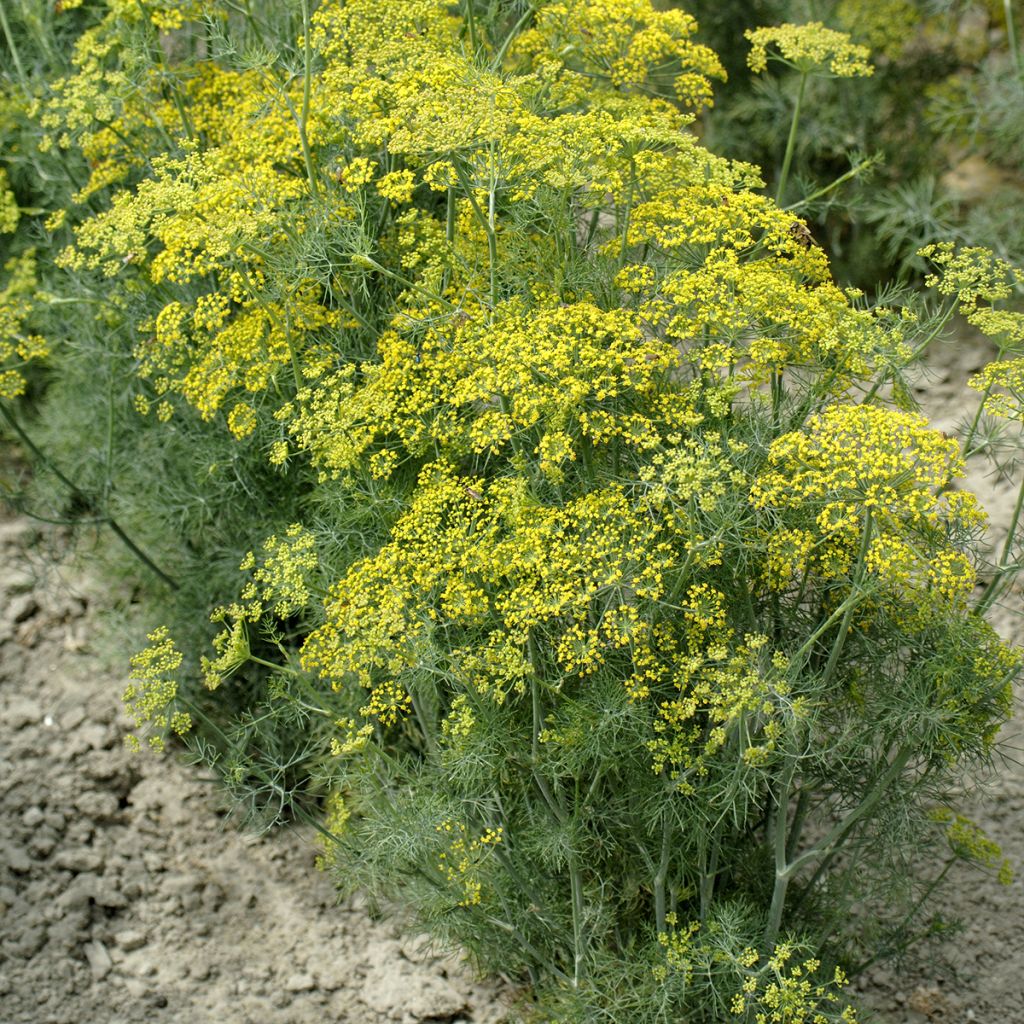Maustetilli Hedger
