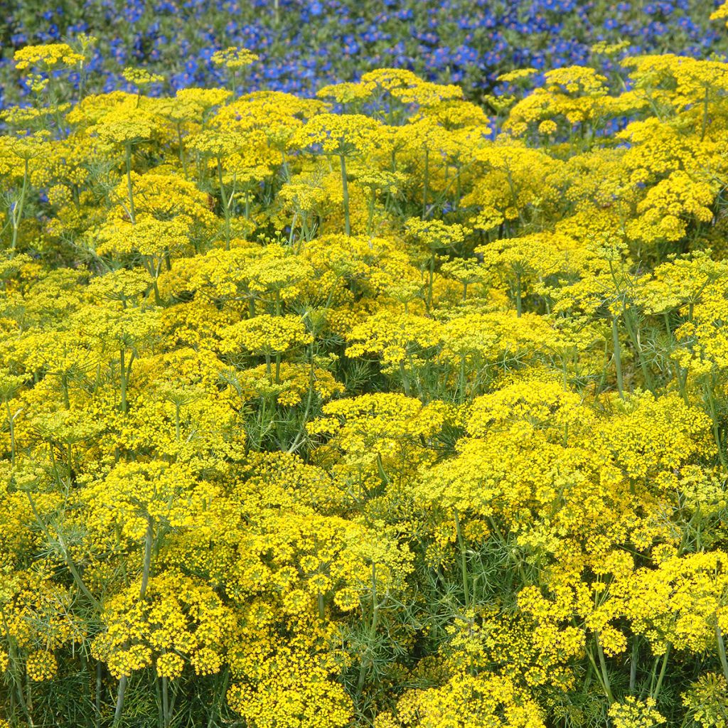 Maustetilli Hedger
