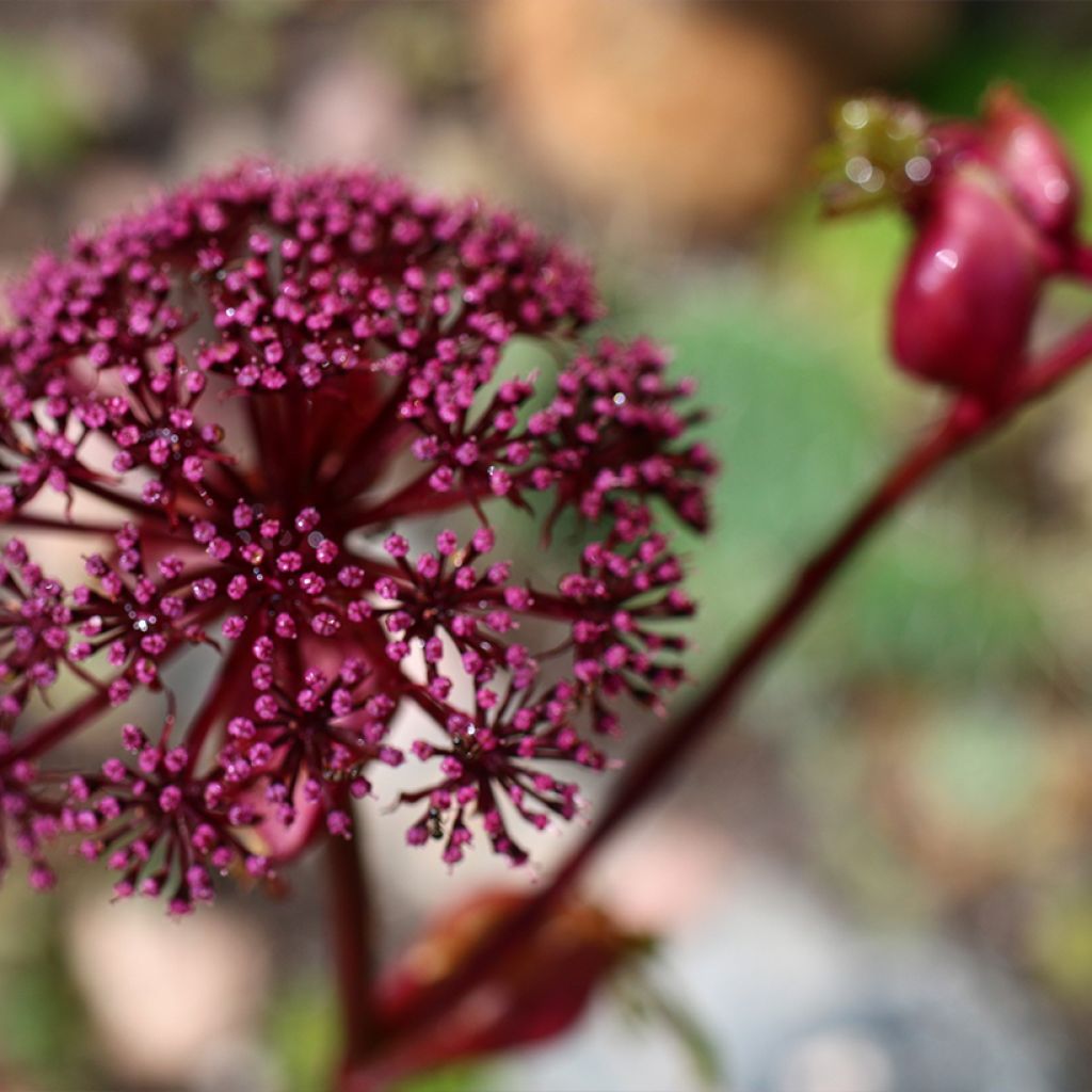 Jättikarhunputki - Angelica gigas