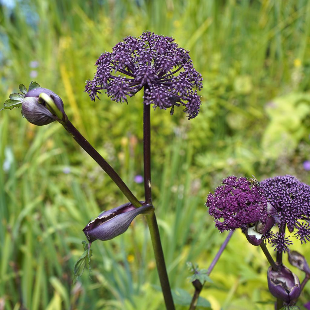 Jättikarhunputki - Angelica gigas