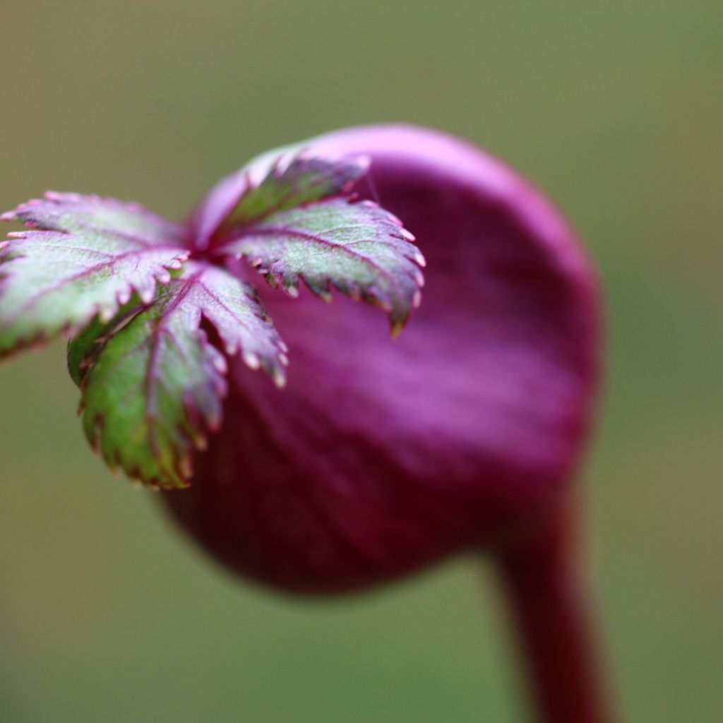 Jättikarhunputki - Angelica gigas