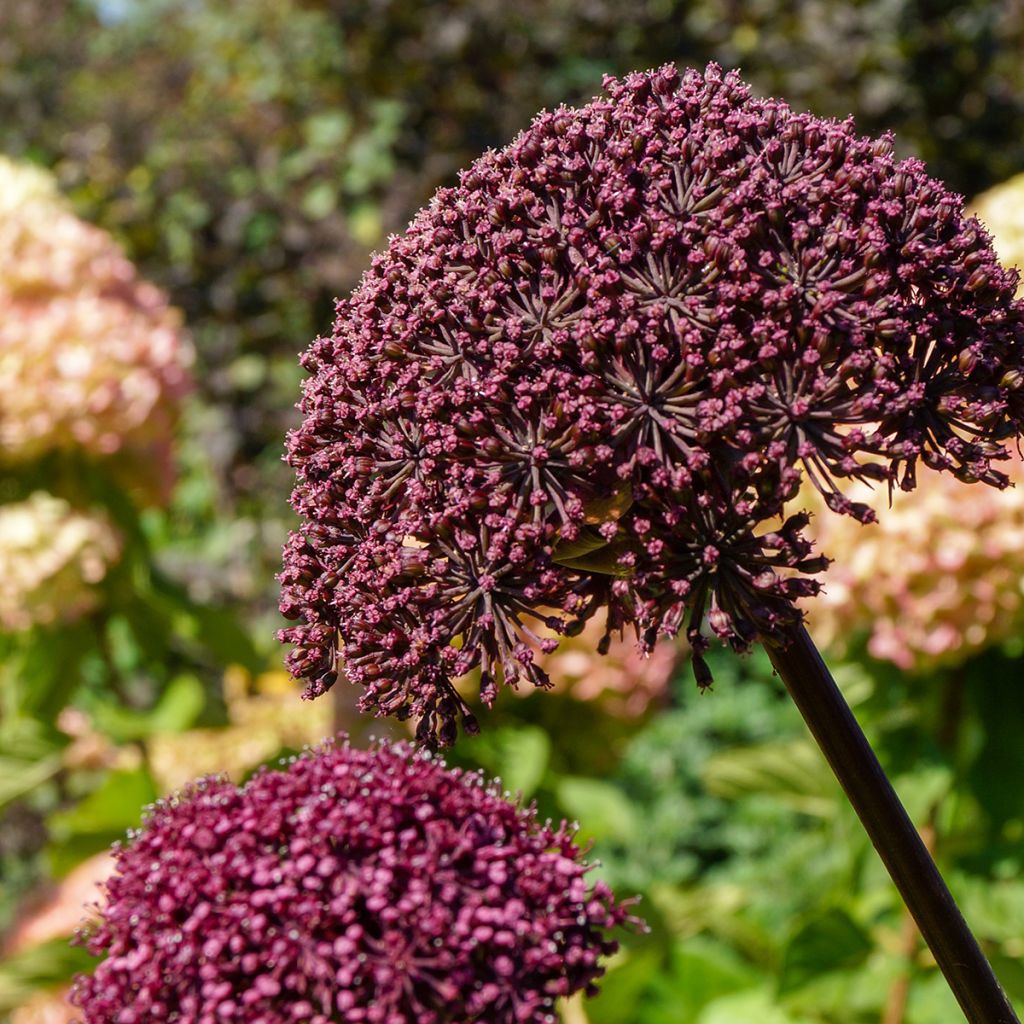 Jättikarhunputki - Angelica gigas