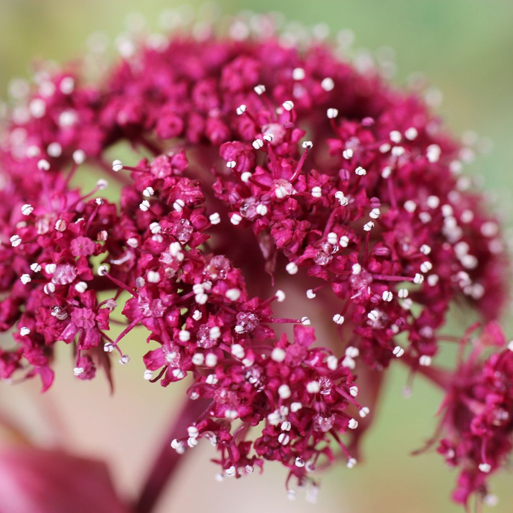 Jättikarhunputki - Angelica gigas