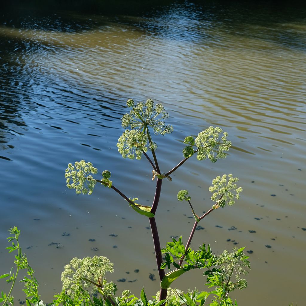 Amerikankarhunputki - Angelica atropurpurea