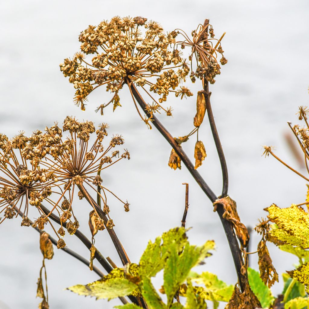 Amerikankarhunputki - Angelica atropurpurea
