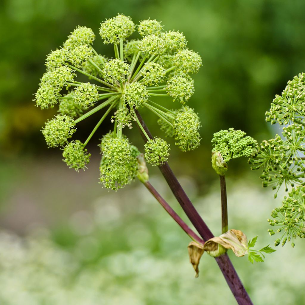 Väinönputki - Angelica archangelica
