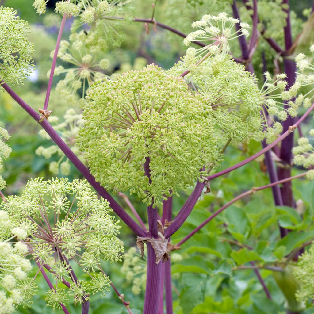 Väinönputki - Angelica archangelica