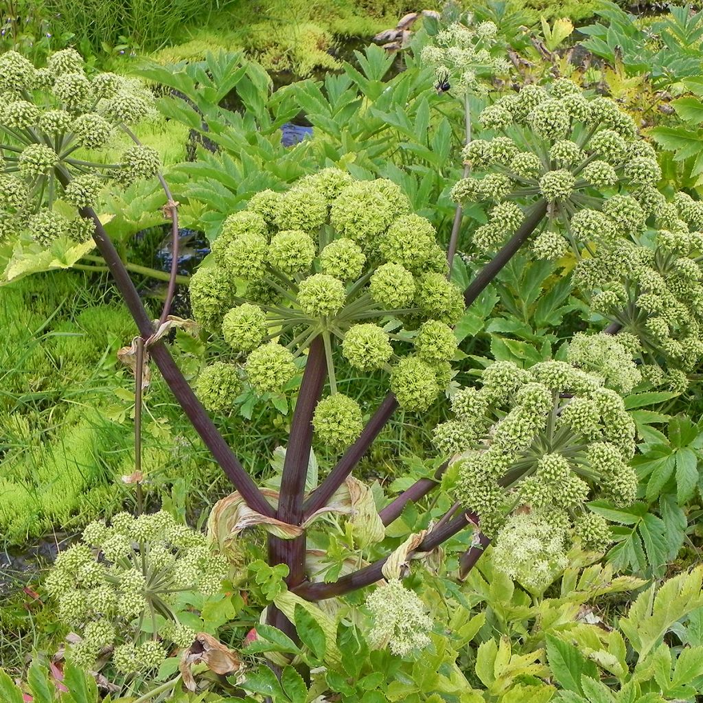 Väinönputki - Angelica archangelica