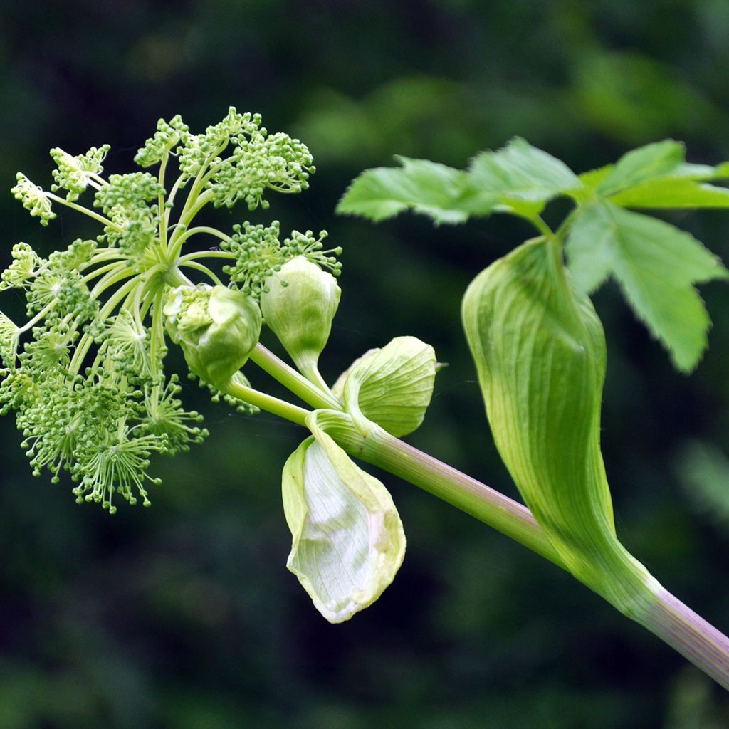 Väinönputki - Angelica archangelica