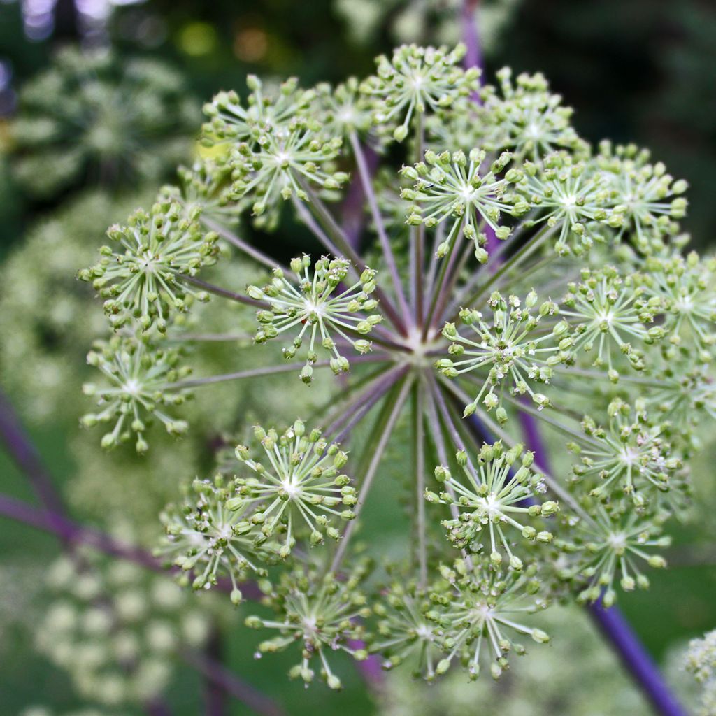 Väinönputki - Angelica archangelica
