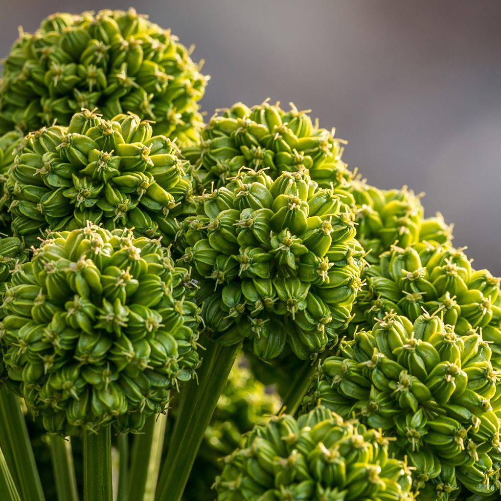 Väinönputki - Angelica archangelica