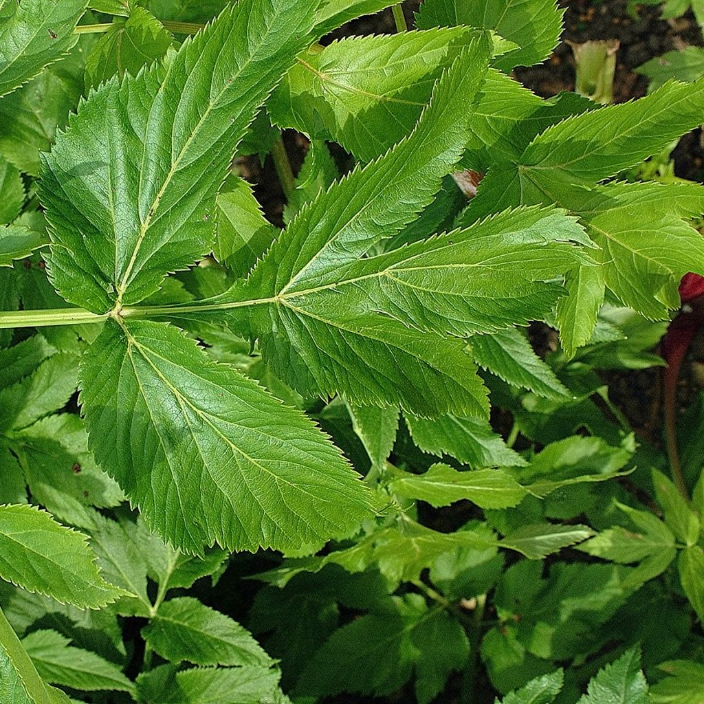 Väinönputki - Angelica archangelica
