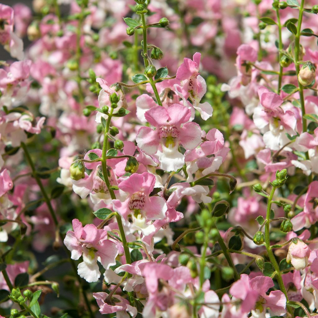 Angelonia angustifolia Angelface Wedgewood Pink