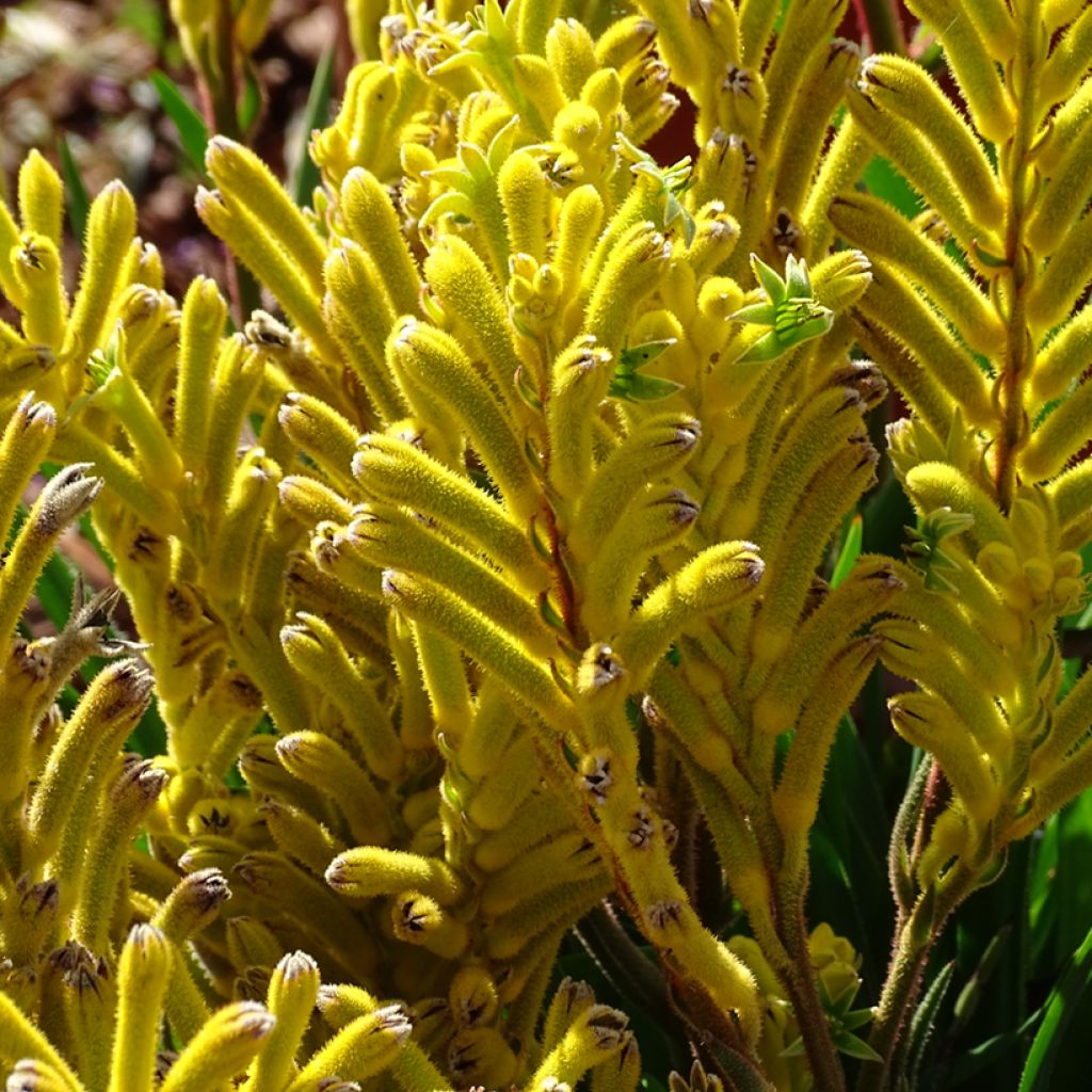 Kenguruntassu Bush Bonanza