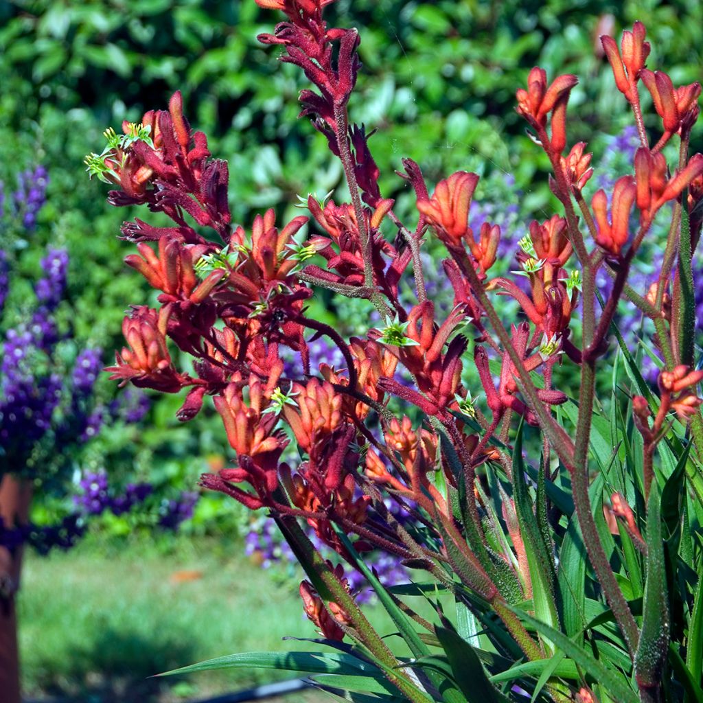 Kenguruntassu Bush Inferno