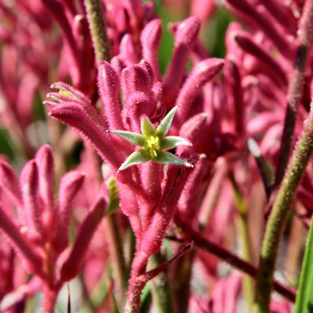 Kenguruntassu Bush Pearl