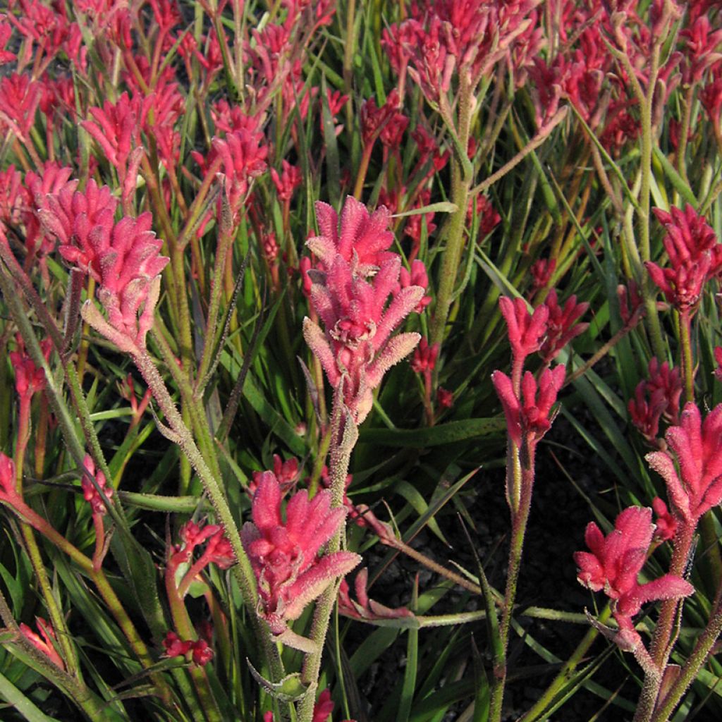 Kenguruntassu Bush Pearl