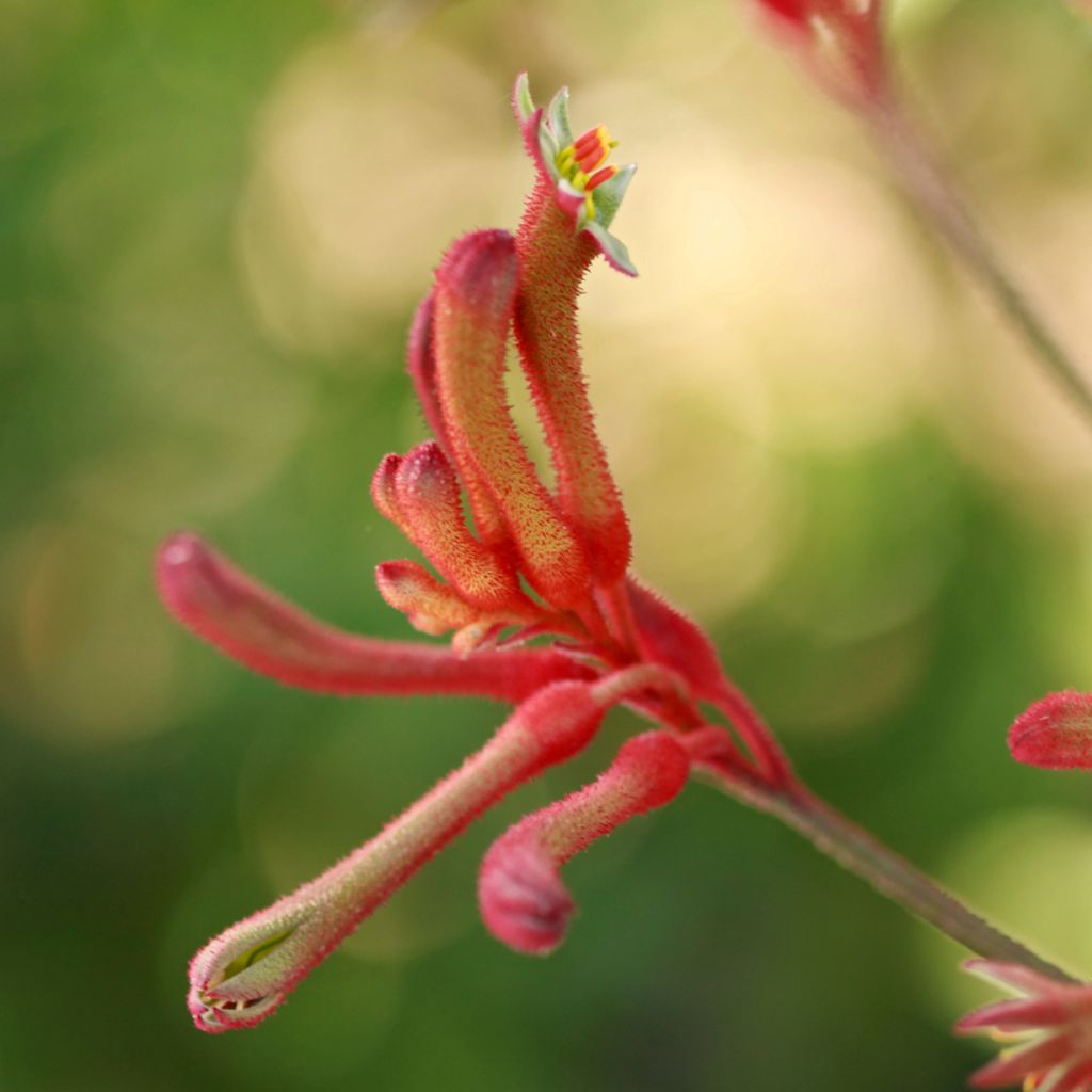 Kenguruntassu - Anigozanthos flavidus