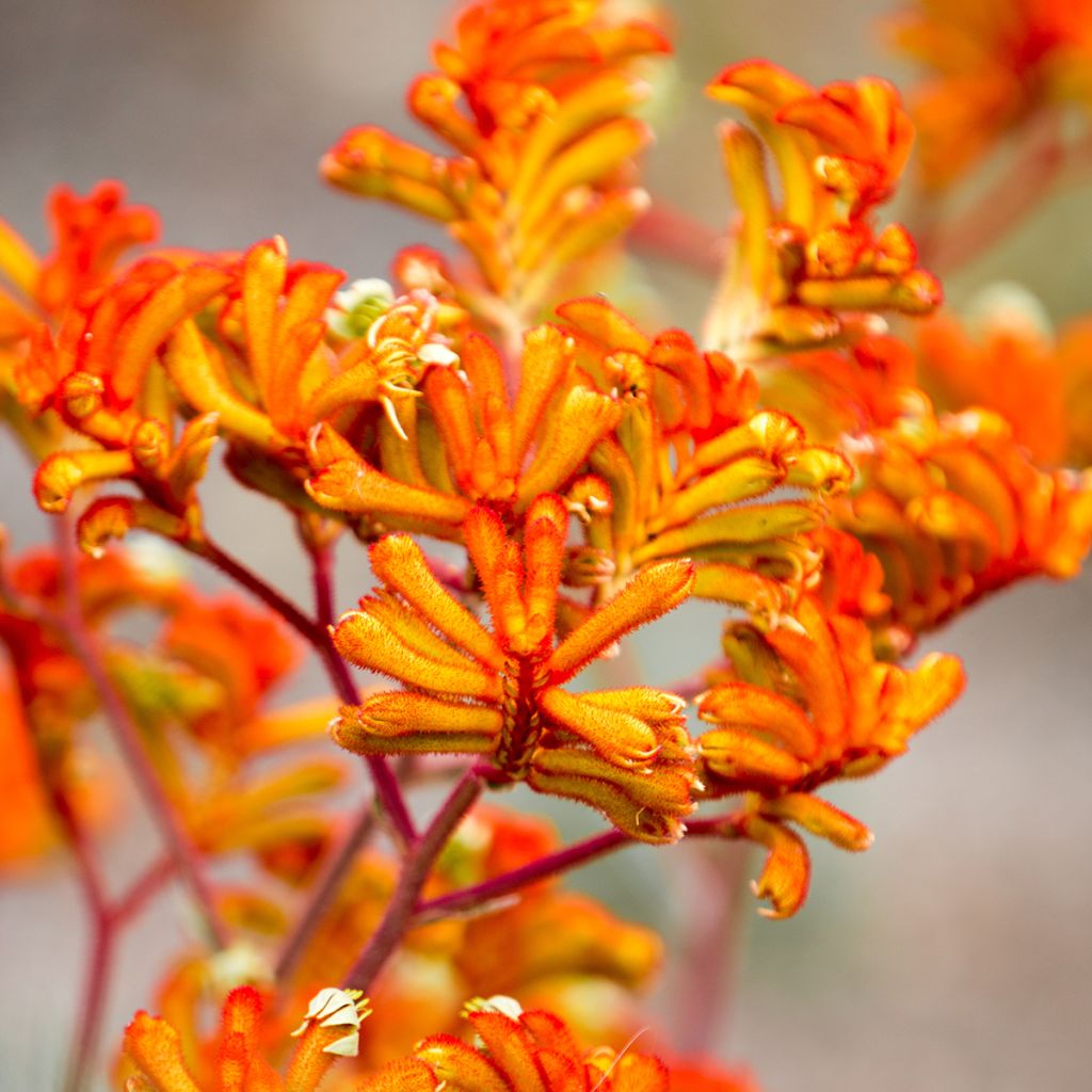Kenguruntassu - Anigozanthos flavidus