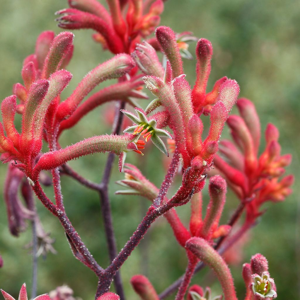 Kenguruntassu - Anigozanthos flavidus