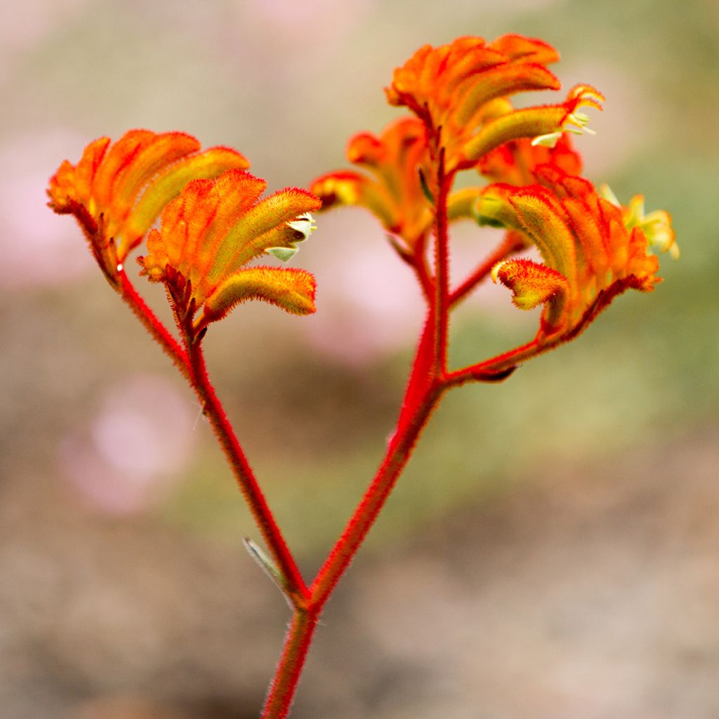 Kenguruntassu - Anigozanthos flavidus