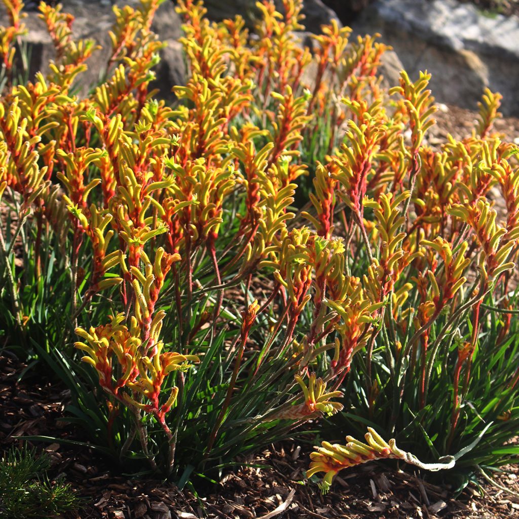 Kenguruntassu - Anigozanthos flavidus