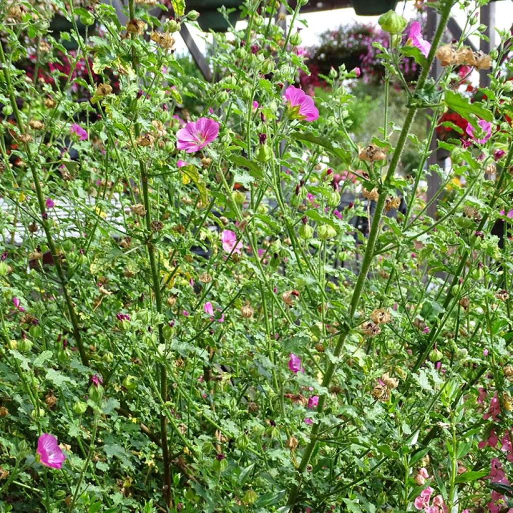 Huonemalva Lady in Pink