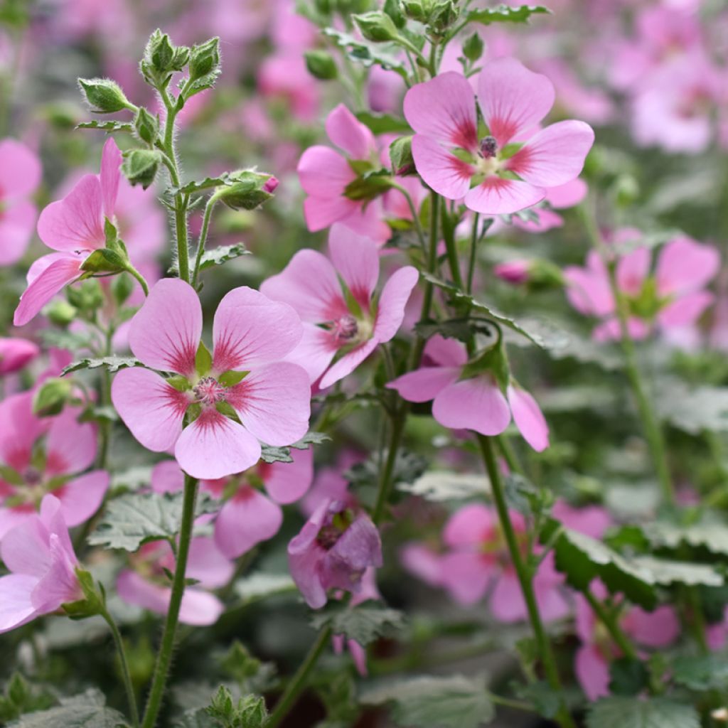 Huonemalva Lady in Pink